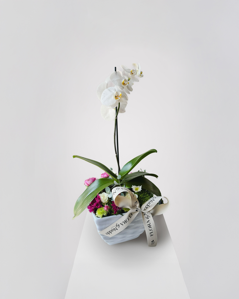 Orquídea