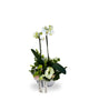 Orquídea