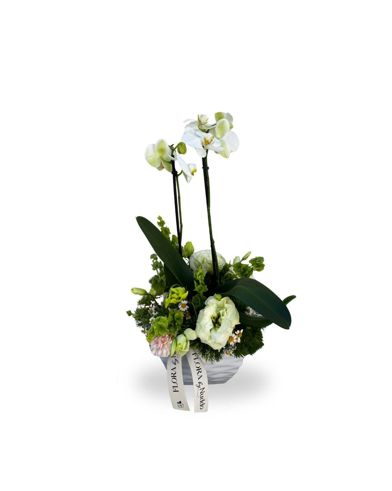 Orquídea