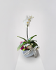 Orquídea