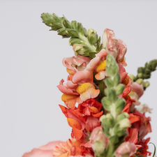 FLORA 